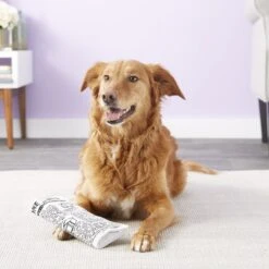 Pet Qwerks Krinkle & Squeak Newspaper Stuffing-Free Plush Dog Toy -Pet Toys Shop 102271 PT2. AC SS1800 V1589901429