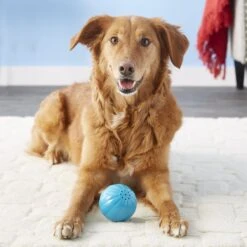 Pet Qwerks Talking Babble Ball Dog Toy -Pet Toys Shop 102274 PT2. AC SS1800 V1589901436