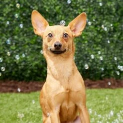 Pet Qwerks Incredibubbles For Dogs -Pet Toys Shop 102318 PT2. AC SS1800 V1589901504