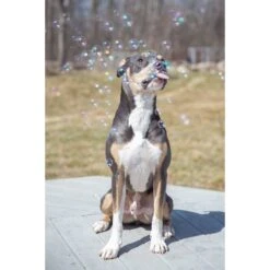 Pet Qwerks Incredibubbles For Dogs -Pet Toys Shop 102318 PT3. AC SS1800 V1589901514