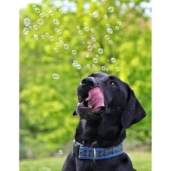 Pet Qwerks Incredibubbles For Dogs -Pet Toys Shop 102318 PT4. AC SS1800 V1589901520