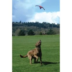 Chuckit! Flying Squirrel Dog Toy, Color Varies & Chuckit! Paraflight Dog Toy -Pet Toys Shop 1030630 PT3. AC SS1800 V1702598535