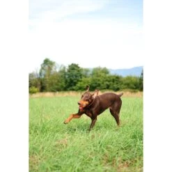 Chuckit! Ultra Rubber Ball Tough Dog Toy & Chuckit! Max Glow Ball Dog Toy -Pet Toys Shop 1030726 PT4. AC SS1800 V1702598491