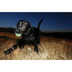 Chuckit! Ultra Rubber Ball Tough Dog Toy & Chuckit! Max Glow Ball Dog Toy -Pet Toys Shop 1030726 PT8. AC SS1800 V1702598476