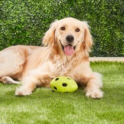 Nerf Dog Crunchable Football Dog Toy 7 Nerf Dog Crunchable Football Dog Toy -Pet Toys Shop 106662 PT3. AC SS1800 V1531554433