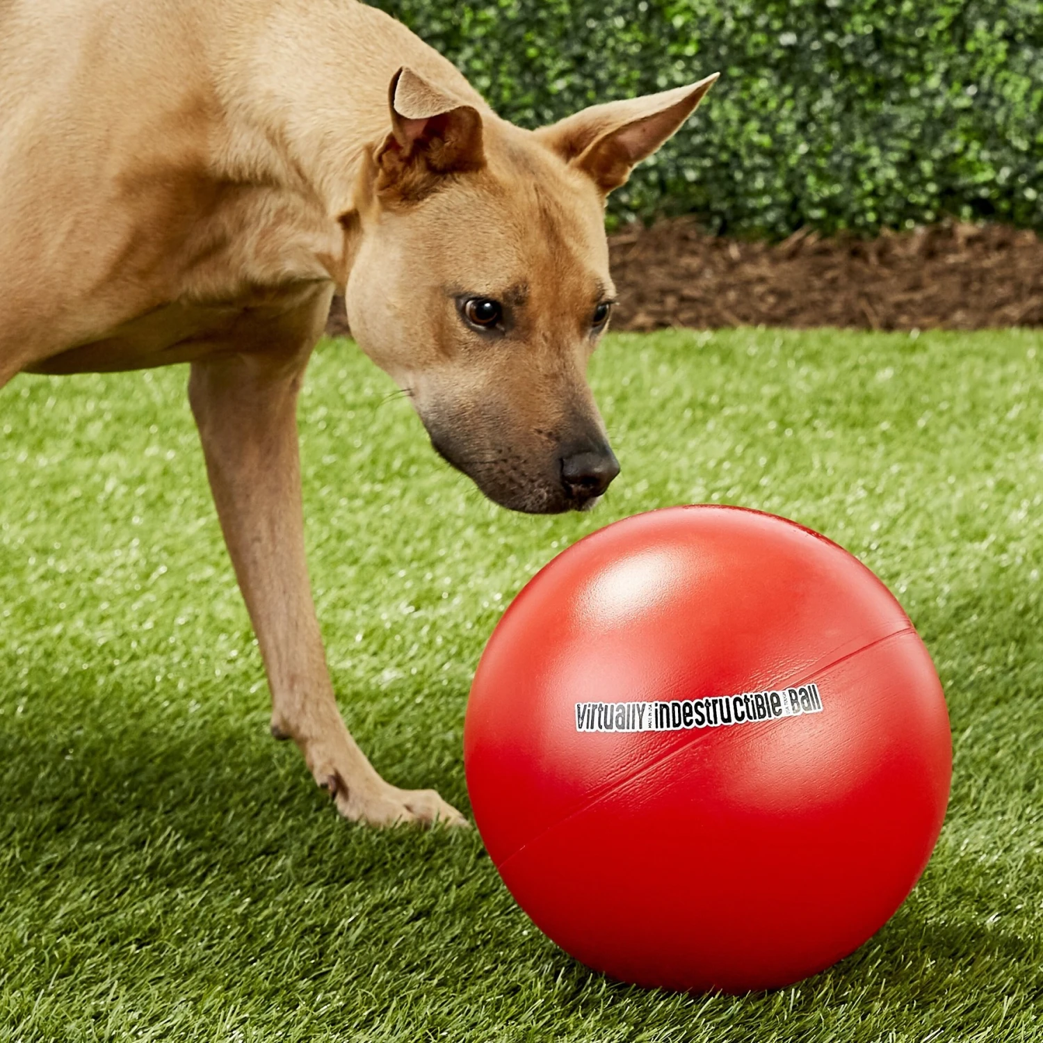 The Virtually Indestructible Ball Dog Toy, Color Varies 3 The Virtually Indestructible Ball Dog Toy, Color Varies - Image 3