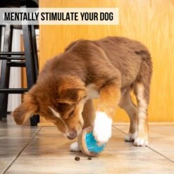 Pet Zone IQ Treat Dispenser Ball Dog Toy 12 Pet Zone IQ Treat Dispenser Ball Dog Toy -Pet Toys Shop 115632 Pt5. AC SS1800 V1583771892