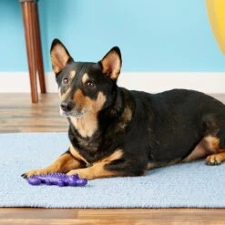 ARM & HAMMER PRODUCTS Ora Play Denta-Saurus Mint Tough Dog Chew Toy -Pet Toys Shop 118071 PT4. AC SS1800 V1530918196