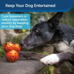 PetSafe Busy Buddy Barnacle Treat Dispenser Dog Toy -Pet Toys Shop 121351 PT3. AC SS1800 V1599830771