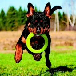 Nerf Dog Super Soaker Retriever Toss & Tug Ring Dog Toy 7 Nerf Dog Super Soaker Retriever Toss & Tug Ring Dog Toy -Pet Toys Shop 121842 PT3. AC SS1800 V1493316298
