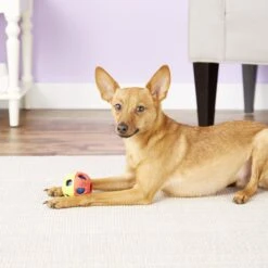 Nerf Dog Light Up Bash Ball Dog Toy -Pet Toys Shop 121862 PT4. AC SS1800 V1530921402