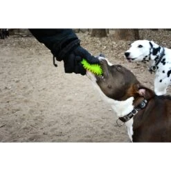 Gnawsome Squeaker Ball Dog Toy, Color Varies -Pet Toys Shop 129744 PT5. AC SS1800 V1534452848