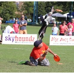 Hyperflite Jawz X-Comp Disc, Orange 7 Hyperflite Jawz X-Comp Disc, Orange -Pet Toys Shop 140811 PT3. AC SS1800 V1518451942