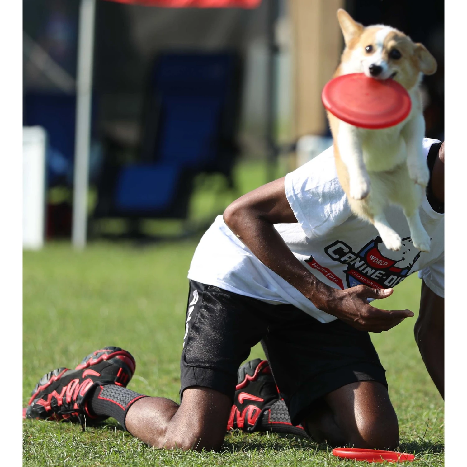 Hyperflite Jawz Pup Disc 4 Hyperflite Jawz Pup Disc - Image 4