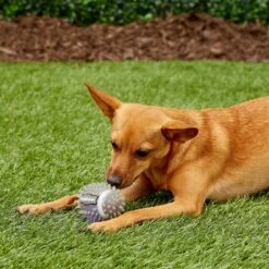 Gnawsome Squeak & Light LED Football Dog Toy, Color Varies -Pet Toys Shop 142301 PT6. AC SS1800 V1545251697