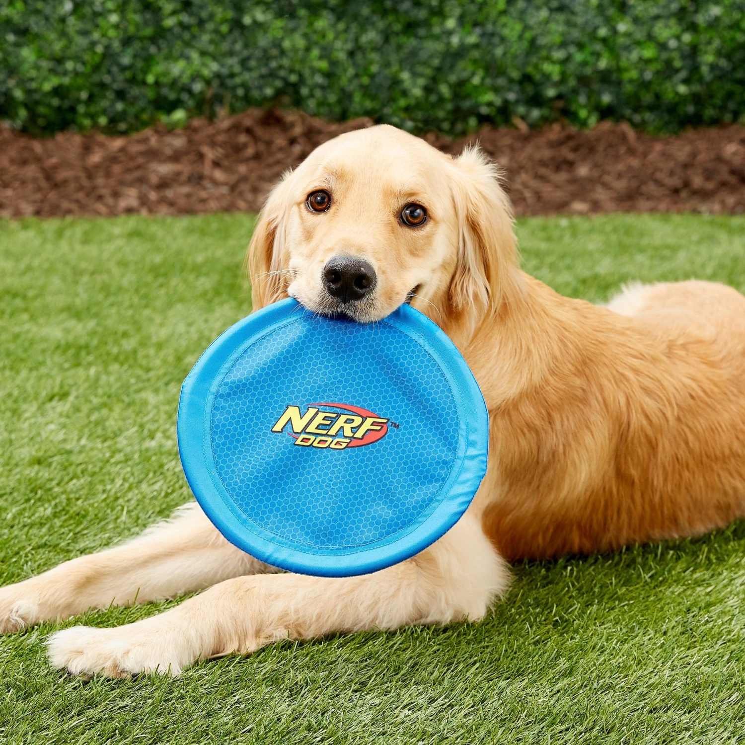 Nerf Dog Nylon Flyer Dog Toy 2 Nerf Dog Nylon Flyer Dog Toy - Image 2