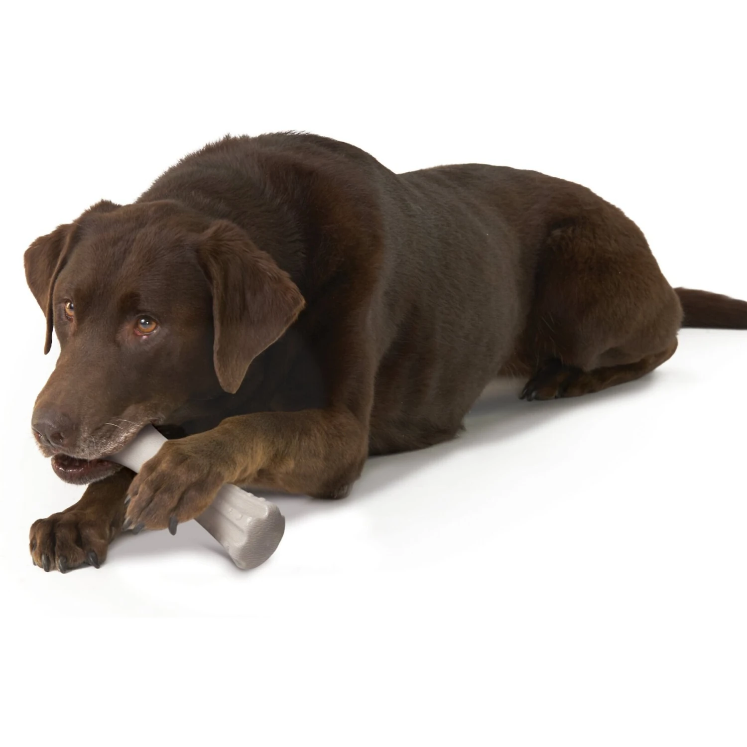 Petstages Deerhorn Tough Dog Chew Toy 6 Petstages Deerhorn Tough Dog Chew Toy - Image 6