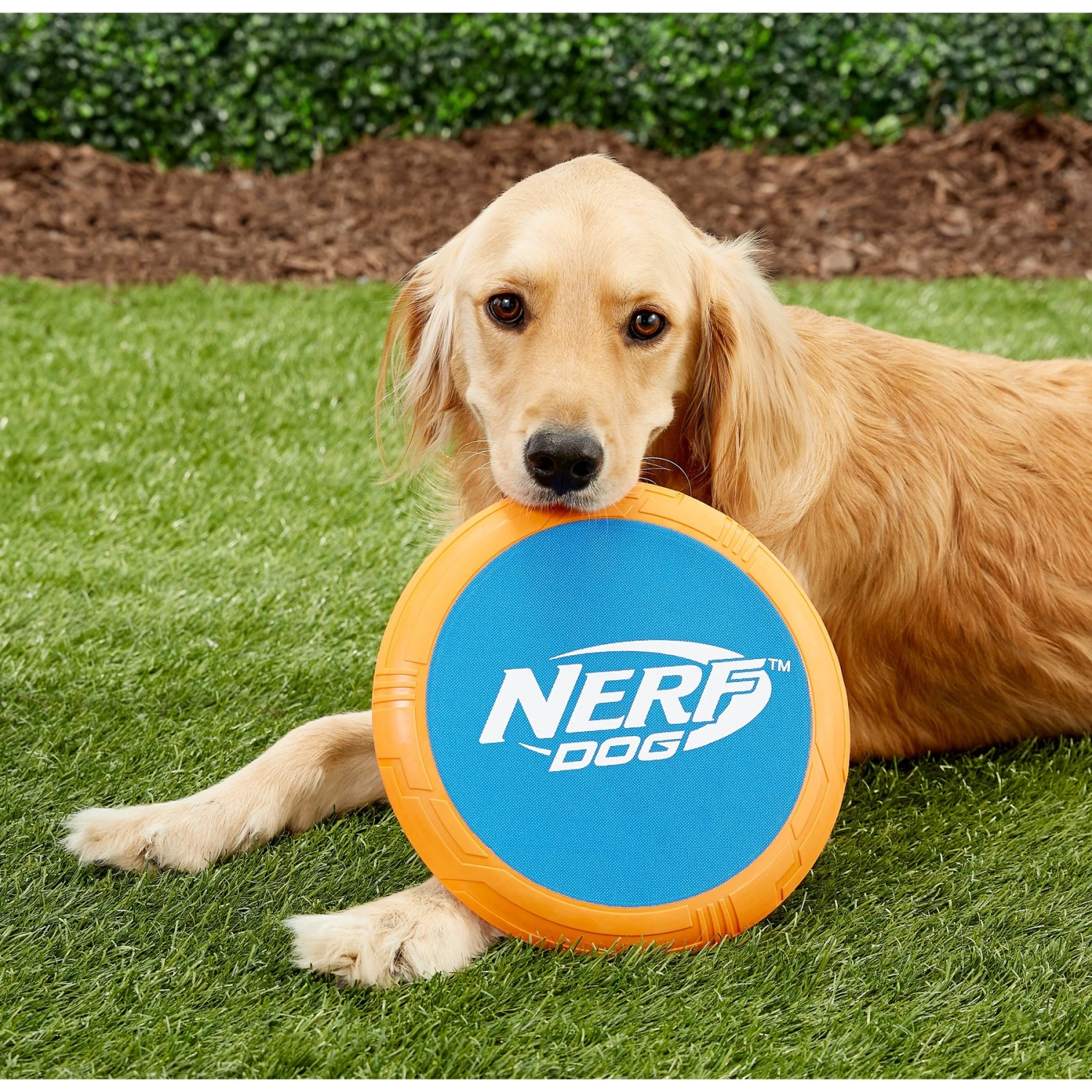 Nerf Dog Flyer Disc Dog Toy 2 Nerf Dog Flyer Disc Dog Toy - Image 2