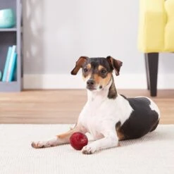 Pet Qwerks Blinky Babble Ball Dog Toy -Pet Toys Shop 151569 PT2. AC SS1800 V1589901840