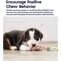 Outward Hound Dental Chew Pack Dog Toy -Pet Toys Shop 152318 PT2. AC SS1800 V1636519626