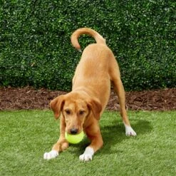 Frisco Fetch Squeaky Tennis Ball Dog Toy -Pet Toys Shop 152803 PT6. AC SS1800 V1691776652
