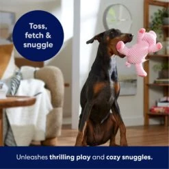 Frisco Corduroy Plush Squeaking Pig Dog Toy -Pet Toys Shop 152832 PT4. AC SS1800 V1695671001