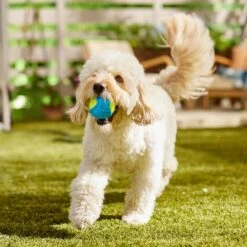 Frisco Fetch Squeaky Tennis Ball With Rubber Sleeve Dog Toy -Pet Toys Shop 152844 PT6. AC SS1800 V1691776576