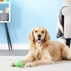 Ethical Pet Dura Brite Treat Dispenser Ball Dog Toy, Color Varies -Pet Toys Shop 154205 PT2. AC SS1800 V1554127554