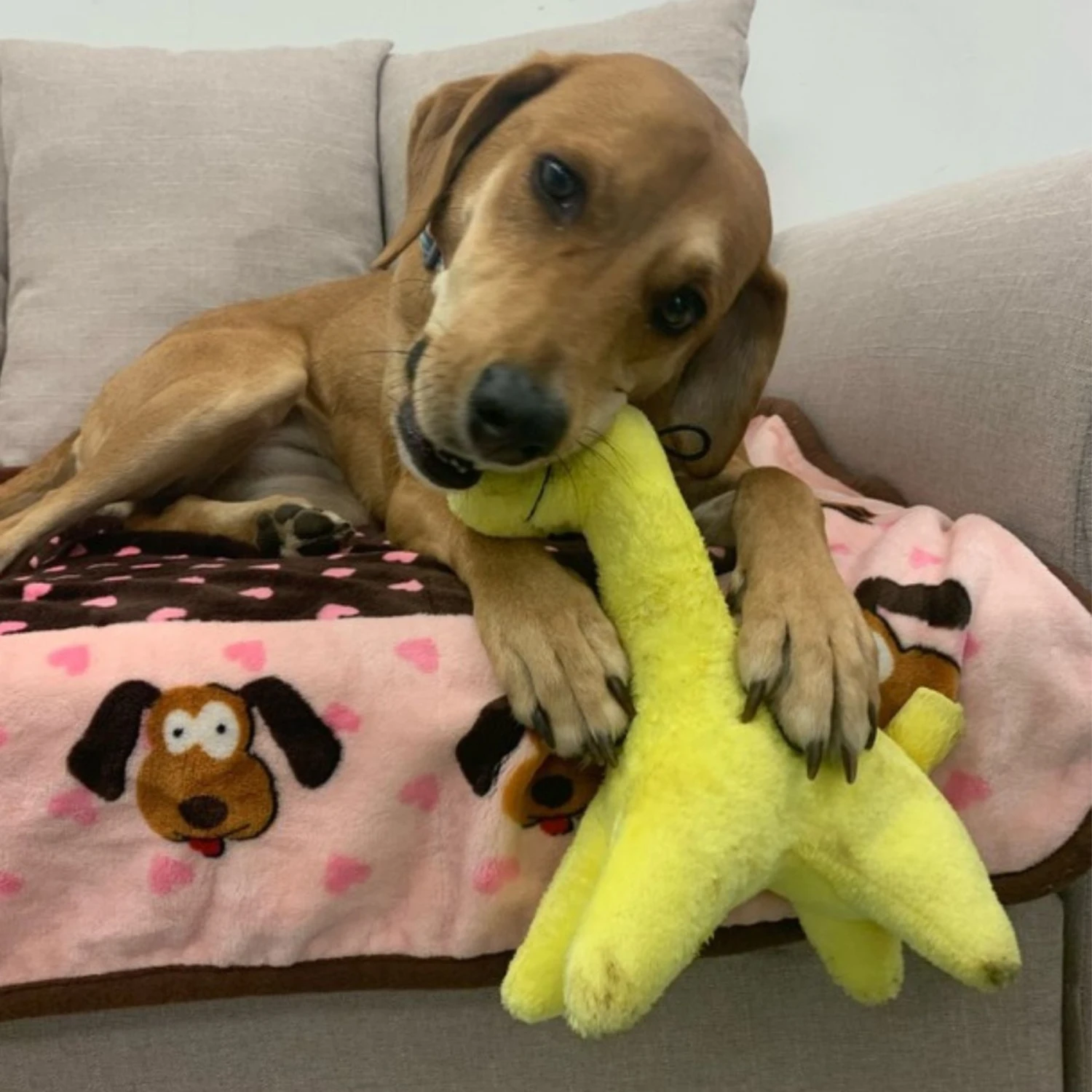 Snuggle Puppy Tender-Tuffs Soft Giraffe Dog Comfort Toy 5 Snuggle Puppy Tender-Tuffs Soft Giraffe Dog Comfort Toy - Image 5