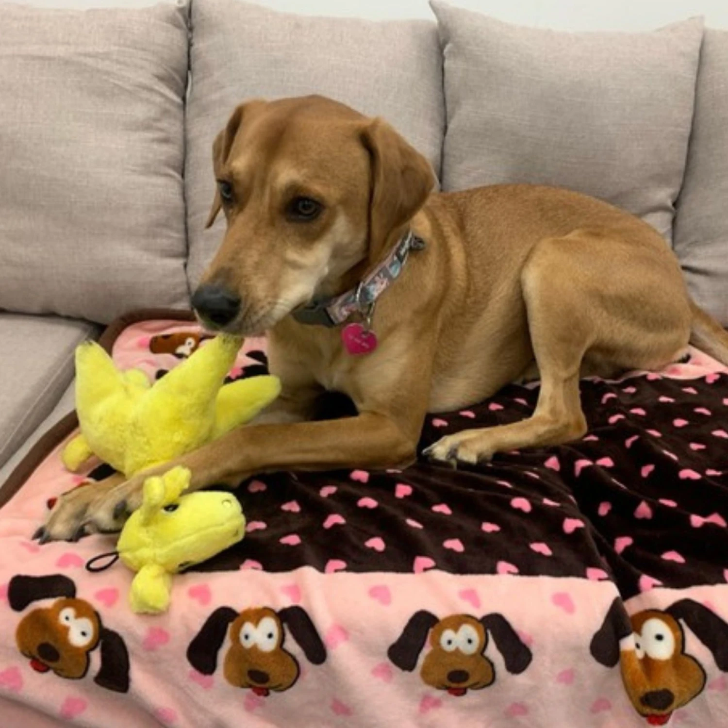 Snuggle Puppy Tender-Tuffs Soft Giraffe Dog Comfort Toy 7 Snuggle Puppy Tender-Tuffs Soft Giraffe Dog Comfort Toy - Image 7