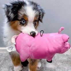 Snuggle Puppy Tender-Tuffs Plump Pink Pig Tough Squeaky Dog Toy -Pet Toys Shop 155734 PT5. AC SS1800 V1667518868