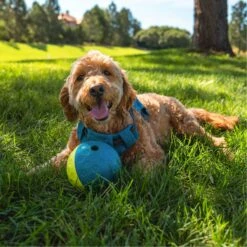 Nina Ottosson By Outward Hound Treat Tumble Puzzle Game Dog Toy -Pet Toys Shop 159436 PT4. AC SS1800 V1694287308