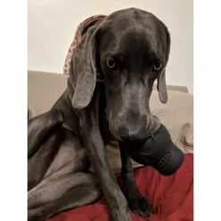 SodaPup Mutts Kick Butt Skull Treat Dispensing Dog Toy -Pet Toys Shop 160654 PT5. AC SS1800 V1564520827