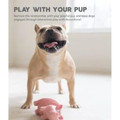 Outward Hound Accordionz Gator Stuffing-Free Squeaky Dog Toy 10 Outward Hound Accordionz Gator Stuffing-Free Squeaky Dog Toy -Pet Toys Shop 162058 PT4. AC SS1800 V1631680027