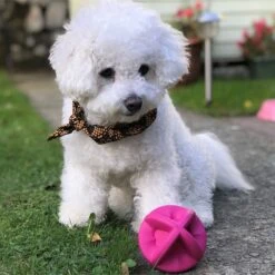 Smart Pet Love Snuggle Puppy Bounderz Rubber Dog Toy Ball -Pet Toys Shop 169329 PT4. AC SS1800 V1667517544