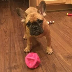 Smart Pet Love Snuggle Puppy Bounderz Rubber Dog Toy Ball -Pet Toys Shop 169329 PT5. AC SS1800 V1667518149