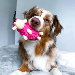 Outward Hound Tootiez Squeaky Stuffing-Free Dog Toy -Pet Toys Shop 173725 PT5. AC SS1800 V1636517251