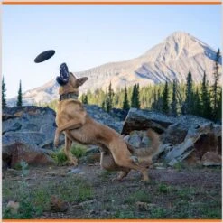 Monster K9 Dog Toys Indestructible Flying Disc Dog Toy -Pet Toys Shop 173928 PT3. AC SS1800 V1672947984