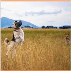 Monster K9 Dog Toys Indestructible Flying Disc Dog Toy -Pet Toys Shop 173928 PT4. AC SS1800 V1672948211