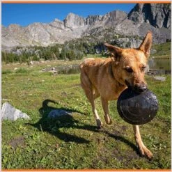 Monster K9 Dog Toys Indestructible Flying Disc Dog Toy -Pet Toys Shop 173928 PT6. AC SS1800 V1672947917