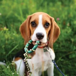 Rocket & Rex Puppy Chew Toy Variety Pack For Small To Medium Breeds 11 Rocket & Rex Puppy Chew Toy Variety Pack For Small To Medium Breeds -Pet Toys Shop 180484 pt5. AC SS1800 V1564597096