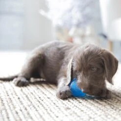 JW Pet Sloth Squeaky Ball Dog Toy, Small 5 JW Pet Sloth Squeaky Ball Dog Toy, Small -Pet Toys Shop 182729 PT2. AC SS1800 V1602297074