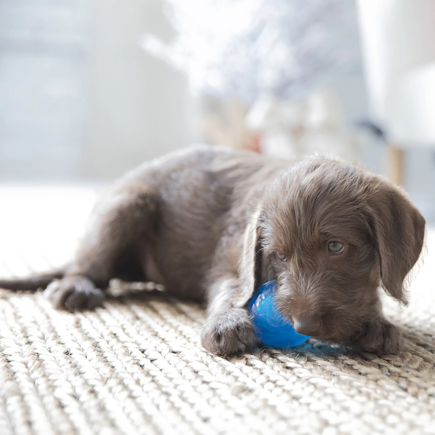 JW Pet Sloth Squeaky Ball Dog Toy, Small 3 JW Pet Sloth Squeaky Ball Dog Toy, Small - Image 3