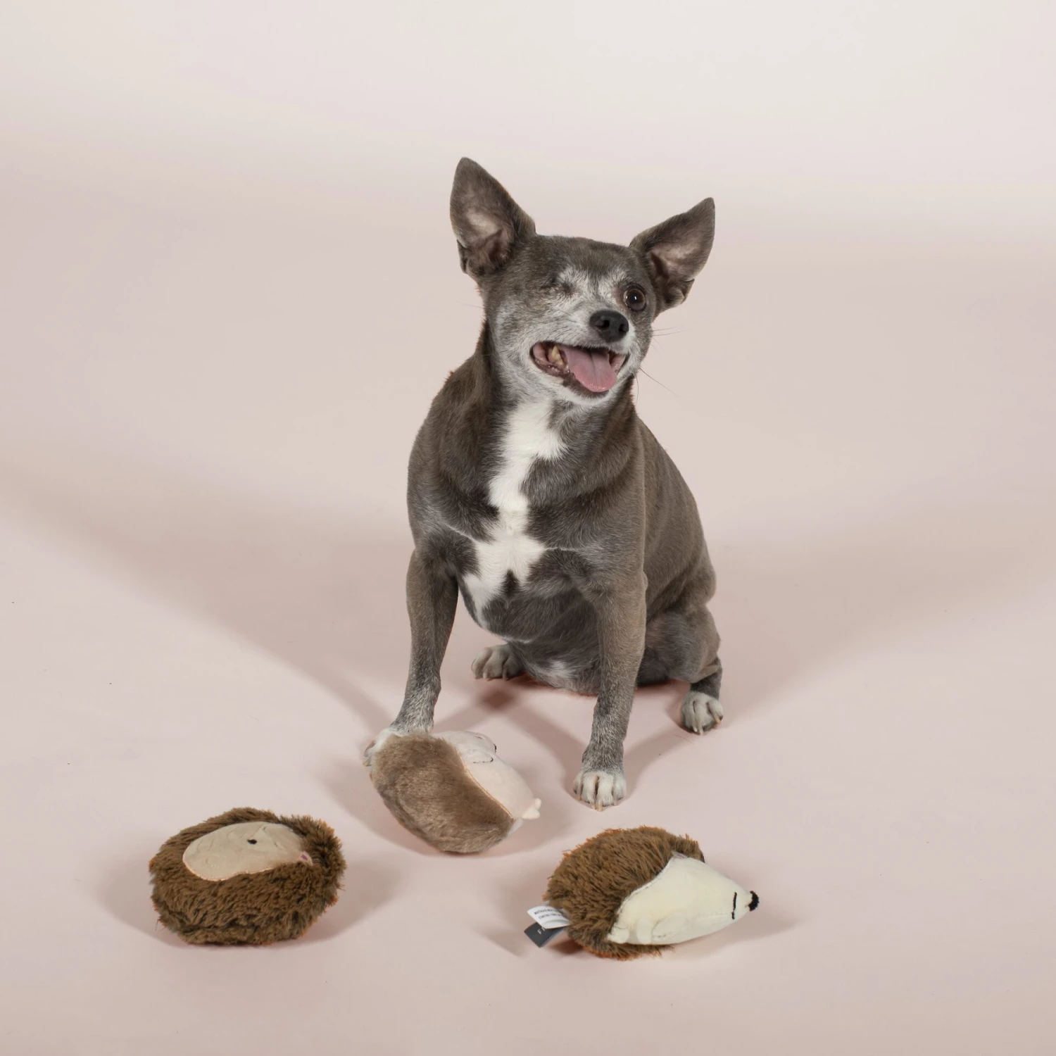 Pet Shop By Fringe Studio Hedgehogs All Day Squeaky Plush Mini Dog Toys, 3 Count 3 Pet Shop By Fringe Studio Hedgehogs All Day Squeaky Plush Mini Dog Toys, 3 Count - Image 3