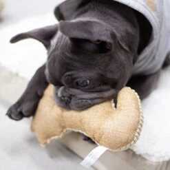 Paws & Pals Seahorse Plush Dog Toy -Pet Toys Shop 190891 PT3. AC SS1800 V1565884042