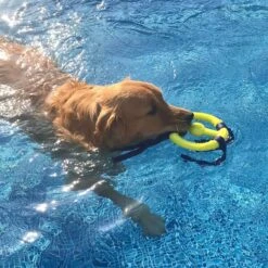 Nylabone Power Play Ring Thing Floatable Dog Toy -Pet Toys Shop 195438 PT4. AC SS1800 V1685647230