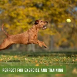 Hyper Pet Tennis Balls Dog Toy, 12 Count -Pet Toys Shop 213217 PT4. AC SS1800 V1575391382