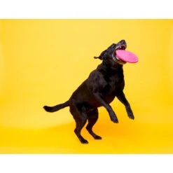 Hartz DuraPlay Disc Bacon Scented Dog Toy, Color Varies -Pet Toys Shop 232936 PT3. AC SS1800 V1661201299