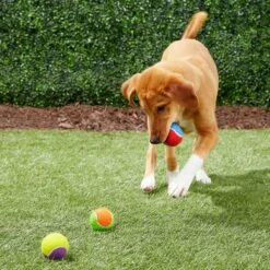 Frisco Fetch Squeaking Colorful Tennis Ball Dog Toy & True Acre Foods Salmon Recipe Mini-Training Rewards Grain-Free Soft & Chewy Dog Treats -Pet Toys Shop 255469 PT2. AC SS1800 V1602691284