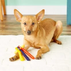 Nylabone Just For Puppies Teething Chew Toy Keys & Nylabone Advanced Oral Care Finger Dog Brush, 2 Count -Pet Toys Shop 255737 PT2. AC SS1800 V1604072500